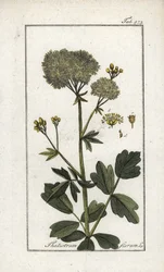 Pigamon jaune (Thalictrum flavum)