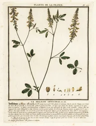 Mélilot jaune, Melilotus