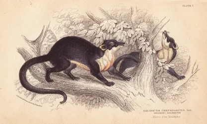 Martre à gorge jaune, Martes flavigula (Galidictis chrysogastes). Gravure sur acier coloriée à la main par Lizars d