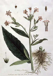 Jeune plant de tabac, début du 19e siècle