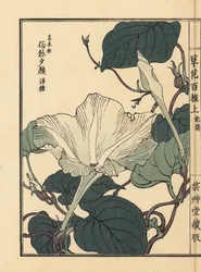 Yuugao, hyoutan, fleur de calebasse ou gourde, Lagenaria siceraria. De Kusa Bana Hyakushu (Cent Variétés de Fleurs), Tokyo, Yamada
