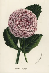 Dahlia hybride Zenobia, Dahlia coccinea. De Flore des Serres et des Jardins de l
