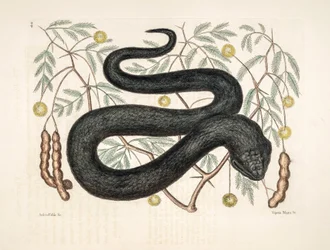 Illustration zoologique/Vipera nigra/Vipère noire