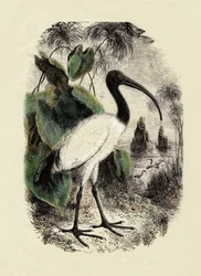 Zoologie: Ibis sacré (Threskiornis aethiopicus), gravure du 19ème siècle