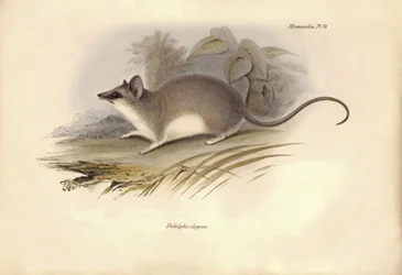 Zoologie : Le « Didelphis elegans » de la famille des opossums décrit par Charles Darwin lors de son voyage d