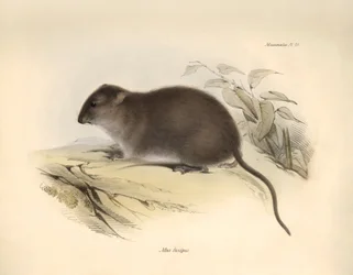 Zoologie : Le "Mus fuscipes" ou rongeur de la côte australienne décrit par Charles Darwin lors de son voyage d