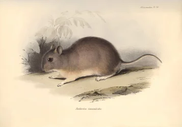 Représentation du Reithrodon Cuniculoides, rongeur décrit par Charles Darwin lors de son voyage d