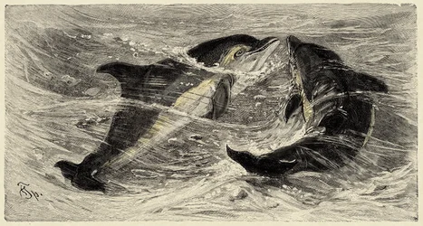 Zoologie : dauphins (delphinus delphis) décrits et illustrés par Carlo Vogt et Federico Specht dans "Histoire naturelle illustrée : mammifères" 1884
