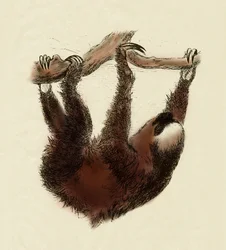 Zoologie : paresseux (Bradypus tridactylus)