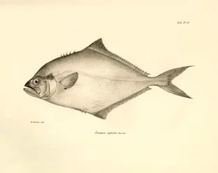 Zoologie : représentation du poisson « Paropsis signata » décrit par Charles Darwin lors de son voyage à bord du Beagle. Planche tirée de « The zoology of the voyage of H.M.S. Beagle under the command of Captain Fitzroy during the years 1832-1836 »