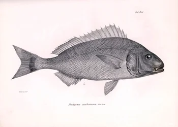 Zoologie : représentation du poisson « Pristipoma cantharinum » décrit par Charles Darwin lors de son voyage à bord du Beagle. Planche de « La zoologie du voyage du H.M.S. Beagle sous le commandement du capitaine Fitzroy pendant les années 1832-1836 »