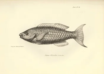 Zoologie : représentation du poisson "Scarus Chlorodon" décrit par Charles Darwin lors de son voyage à bord du Beagle. Planche de "The zoology of the voyage of H.M.S. Beagle under the command of Captain Fitzroy"