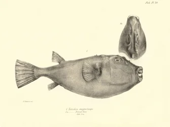 Zoologie : représentation du poisson "Tetrodon (Tetraodon) angusticeps" décrit par Charles Darwin lors de son voyage à bord du Beagle. Planche de "The zoology of the voyage of H.M.S. Beagle under the command of Captain Fitzroy"