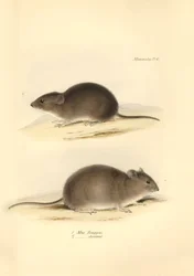 Zoologie : le « Mus Renggeri » et le « Mus obscurus » (rats) décrits par Charles Darwin lors de son voyage d