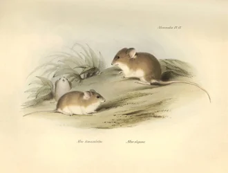 Zoologie : le "Mus albimaculatus" et "Mus elegans" (souris) décrits par Charles Darwin lors de son voyage d