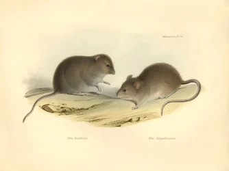 Représentation du Mus brachiotis et du Mus Magellanicus (rats) décrits par Charles Darwin lors de son voyage d