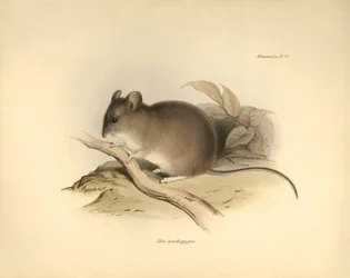 Zoologie : Le « Mus xanthopygus » ou souris xanthopygus décrit par Charles Darwin lors de son voyage d