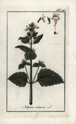 Cataire ou herbe à chat (Nepeta cataria)