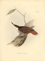 Ornithologie : "Dendrodamus leucosternus" oiseau d