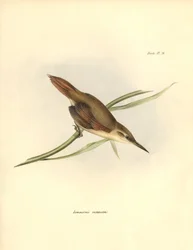 Ornithologie : "Limnornis rectirostris" passereau d