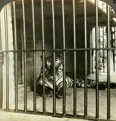 Tigre mangeur d