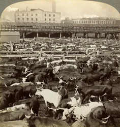 Bétail, Great Union Stock Yards, Chicago, Illinois, USA