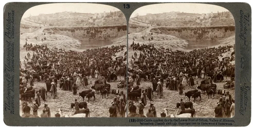 Jour de marché aux bestiaux, dans le bassin inférieur de Gihon, Vallée de Hinnom, Jérusalem, Palestine, 1900