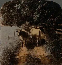 Les vaches rentrent à la maison par le chemin à l