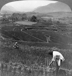 Champs de riz fertiles dans l