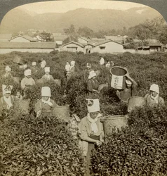 Filles cueillant du thé, Uji, Japon