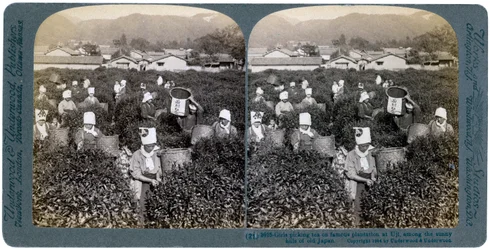 Filles cueillant du thé sur la célèbre plantation d