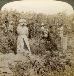 Cueillette du houblon, Eugene, Oregon, États-Unis