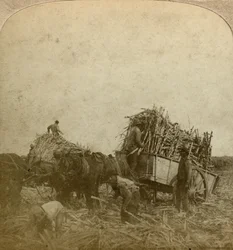 Chargement de canne, plantation de sucre, Louisiane, USA