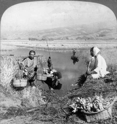 Hommes récoltant des joncs près de Suzukawa, Fujiyama, Japon, 1904