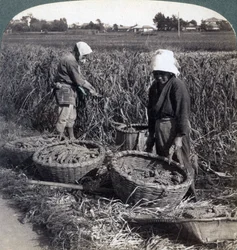 Paysans coupant du millet, près de Yokohama, Japon, 1904