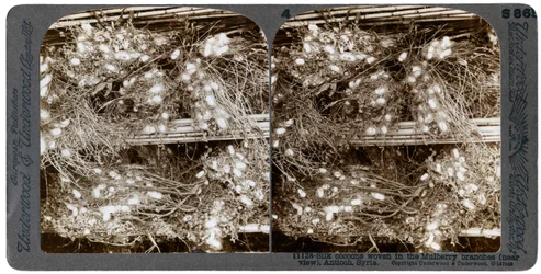 Cocons de soie tissés dans des branches de mûrier, Antioche, Syrie, années 1900