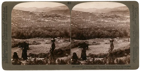 La colline de Samarie, vue du sud, entourée de ses figuiers et oliviers, Palestine, 1900