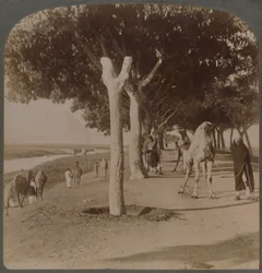 La route vers les pyramides, Égypte, 1896