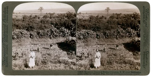 Vue nord-ouest de Shunem, à travers la plaine d