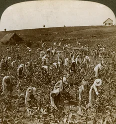 Champ de tabac, Montpellier, Jamaïque, 1900