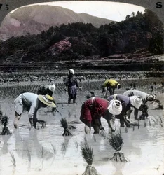 Transplantation du riz dans une rizière, Japon, 1904