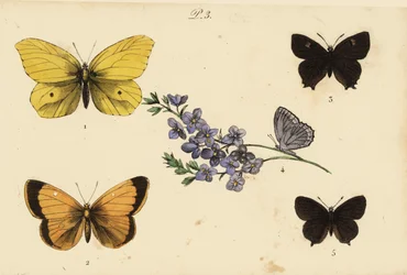 Citron commun, Gonepteryx rhamni 1, soufré, Colias croceus 2, thécla du bouleau, Thecla betulae 3, azuré de Meleager, Polyommatus daphnis 4, et thécla du prunier, Satyrium pruni 5
