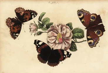Belle-dame, Vanessa cardui 1, Vulcain, Vanessa atalanta 2, et Paon-du-jour, Aglais io 3
