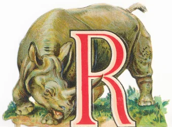 A : Rhinocéros