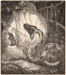 Boa constrictor ouvrant la gueule pour dévorer un lapin (gravure)