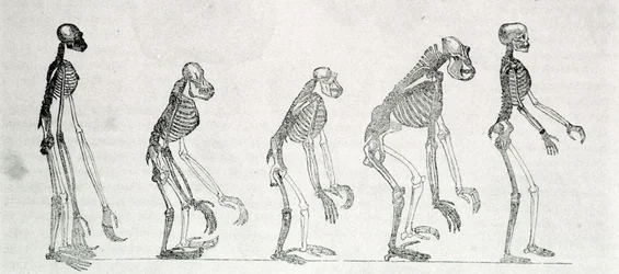 Étude comparée des squelettes de l