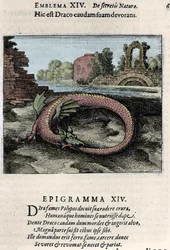 Un dragon battant de la queue (ou Ouroboros (?)). Planche tirée du traité d