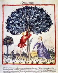 Un homme grimpe sur un olivier pour cueillir des olives noires. Enluminure du livre de médecine et de diététique "Tacuinum sanitatis"