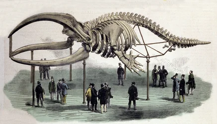 Un squelette de baleines au Royal College of Surgeons à Londres. Gravure du 19e siècle