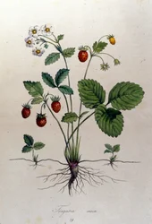 Un arbousier et ses fruits : planche botanique du 19ème siècle.